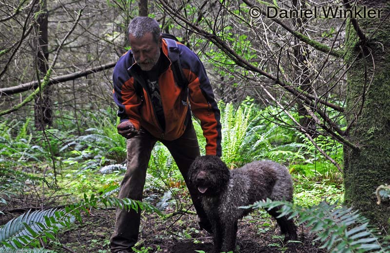 Truffles in the Pacific Northwest Mushroaming Daniel Winkler's